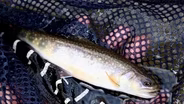 Walleye fishing, custom handgun, wildlife museum | Michigan Out of Doors