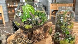 Aloes, Mangaves, Cacti, Oh My!: asset-mezzanine-16x9