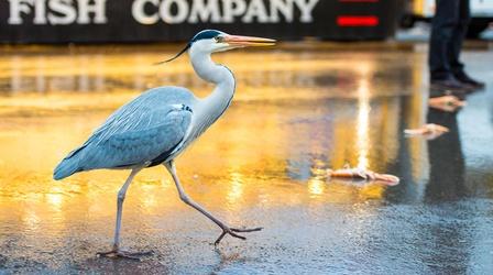 Video thumbnail: Wild Metropolis Amsterdam's Herons Find Surprising Ways to Live in the City