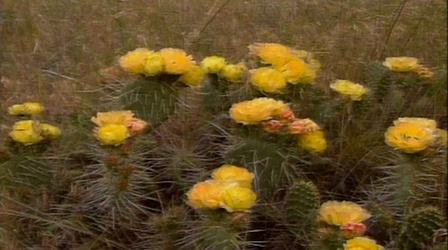 Video thumbnail: Scout-Places The Desert (Outdoor Idaho)