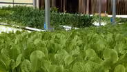 Visit the Sweet Briar College greenhouse