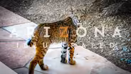 Bobcats & drawing