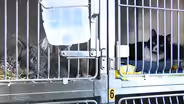 Pandemic pets being returned, some shelters near capacity
