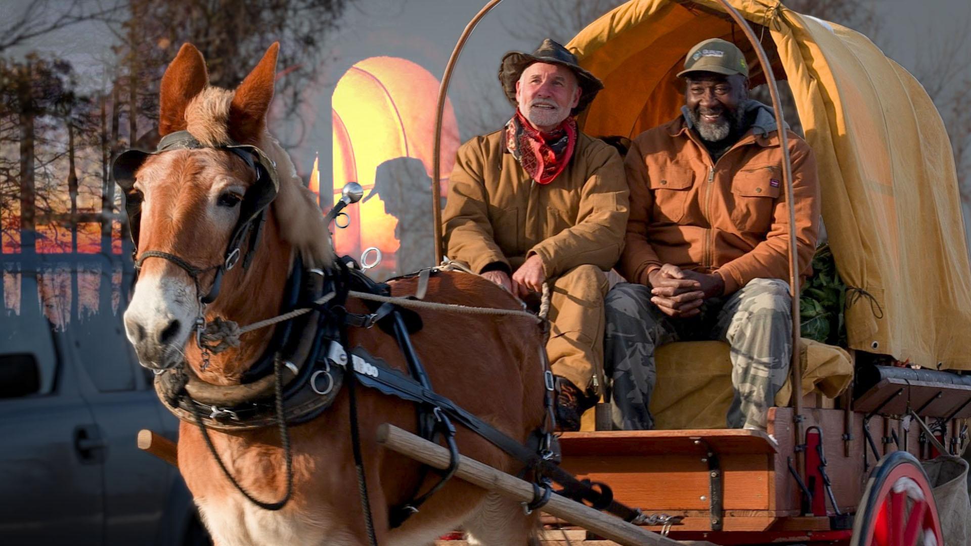 A brown mule named Polly is pulling a carriage with two people, including Bernie Harberts.