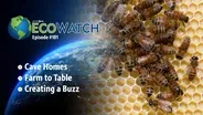 S01 E01: Welcome to EcoWatch!