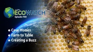 S01 E01: Welcome to EcoWatch!