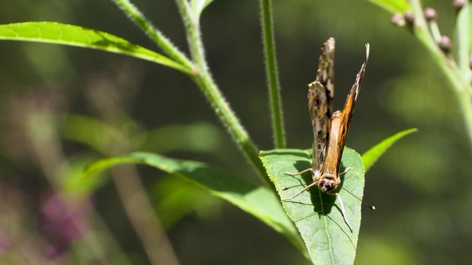 Exploring Nature at Lost River Cave