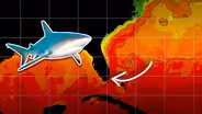 How Does a Record-Breaking Ocean Heat Wave Impact Sharks?