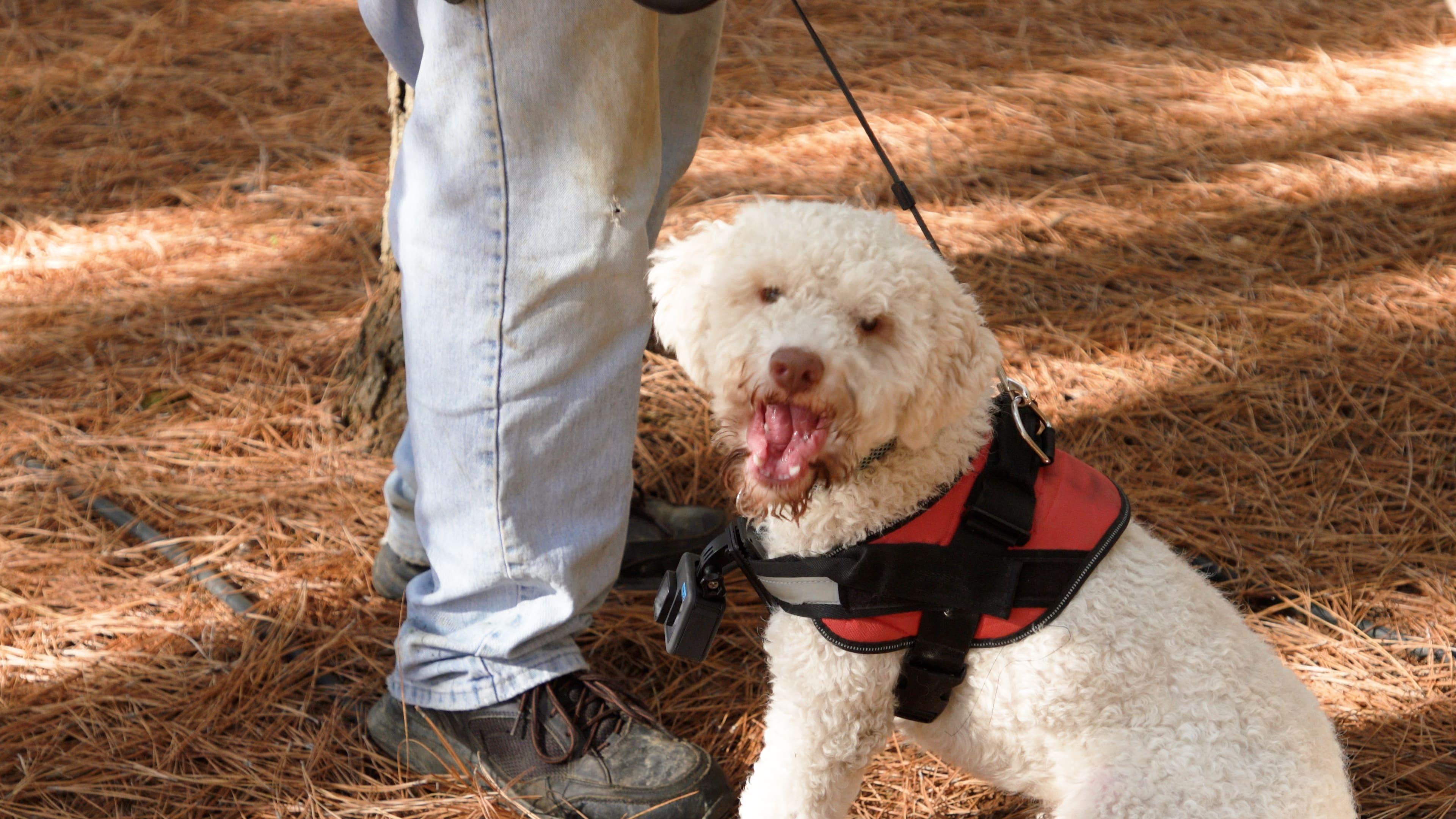 Truffles are notoriously hard to grow and find, but dogs can help.