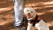 These adorable dogs are crucial for growing truffles