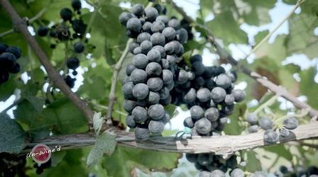 Video thumbnail: Un-Wine'd James Charles Winery & Vineyards