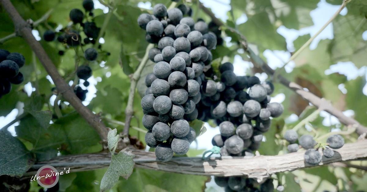 UnWine'd James Charles Winery & Vineyards Season 4 Episode 5 PBS