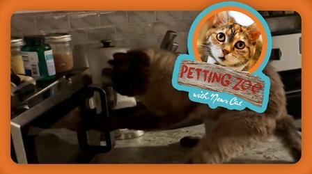 Video thumbnail: NewsDepth Petting Zoo: Cat vs. Microwave