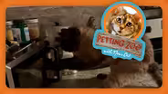 Petting Zoo: Cat vs. Microwave