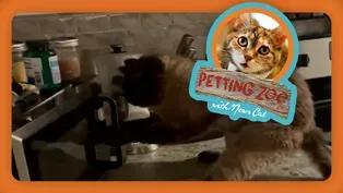 Petting Zoo: Cat vs. Microwave