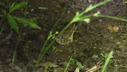 Bank Fishing, Frog Gigging, Courtesy Dock