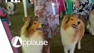 Bonding through dog shows