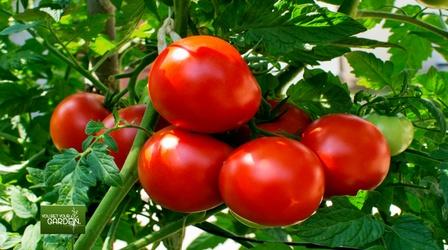 Video thumbnail: You Bet Your Garden You Bet Your Garden Ep. 124