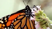 This Parasite is Cramping The Monarch Butterfly’s Style