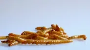 Insects Make Protein More Efficiently Than Mammals