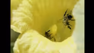 North Carolina Threatened Bees