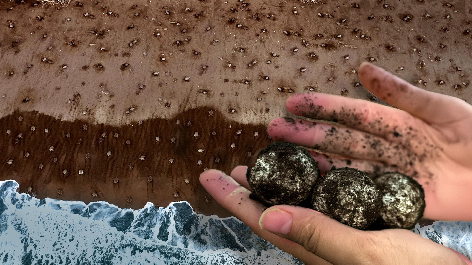 A colony of sea turtles heading toward the ocean water on a beach. There's a cut out of a hand holding some turtle eggs in the bottom right corner.