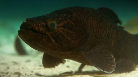 Video thumbnail: Rivers of Life Meet the New Cichlid Family