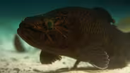 Meet the New Cichlid Family