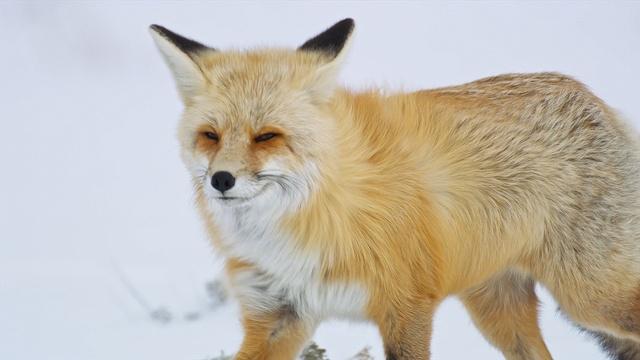 Nature | Fox Hunts Prey Deep Under Snow