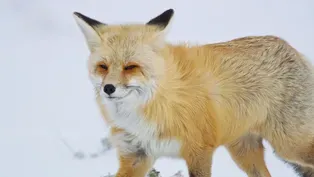 Fox Hunts Prey Deep Under Snow