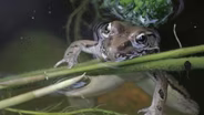 Frog Pond, Big City Cats & Mustang Island