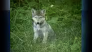 D4K: Wolves Video Short