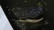 3702 Pascagoula River Youth Alligator Hunt, Lake Washington Veterans Fishing