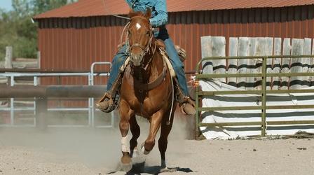 Video thumbnail: Nature Why The Quarter Horse is Built For Speed