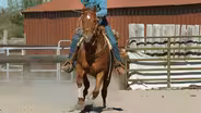 Why The Quarter Horse is Built For Speed
