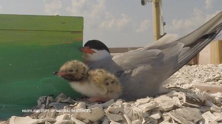 Video thumbnail: PBS NewsHour A ‘Hail Mary’ for Maryland shorebirds pays off