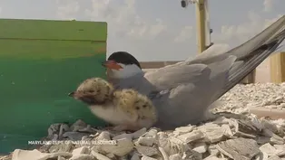 A ‘Hail Mary’ for Maryland shorebirds pays off