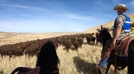 Video thumbnail: This Is Utah Antelope Island Bison Roundup
