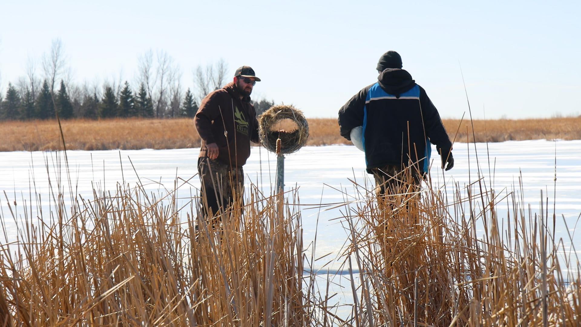 The value of hen houses to duck populations and the University of Minnesota tracks entomology.