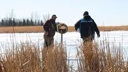 Hen Houses and Insect Surveys