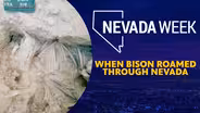 When Bison roamed through Nevada