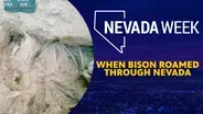 When Bison roamed through Nevada