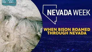 When Bison roamed through Nevada