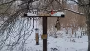 Bird Watching in Winter