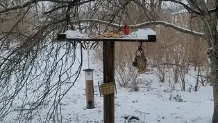 Bird Watching in Winter