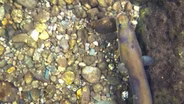 The American Eel