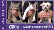 08/14/25 | Hercules, Hermes, and Lucky Luke | Mark's Furry Friends: Extra