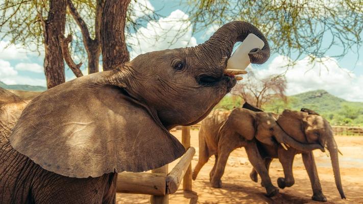 Episode One | Becoming Elephant: The Orphans of Reteti: asset-mezzanine-16x9