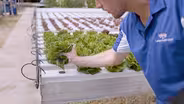 Aquaponics