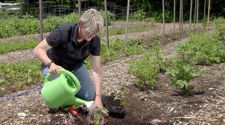 Video thumbnail: Virginia Home Grown Tips for saving water in the vegetable garden